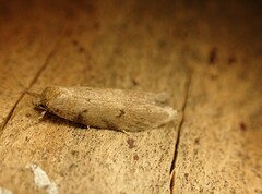 Platyedra subcinerea