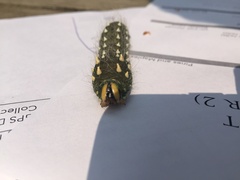 Eacles imperialis pini