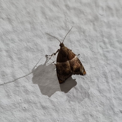 Choreutis