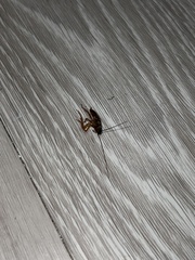 Periplaneta americana