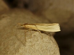 Orocrambus