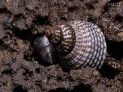 Echinolittorina aspera