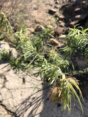Gomphocarpus fruticosus