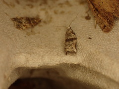 Harmologa