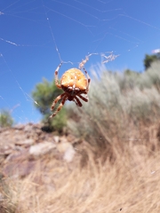 Araneus pallidus
