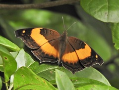 Yoma sabina