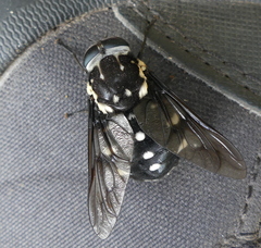 Triclista guttata