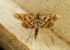 Diasemia grammalis