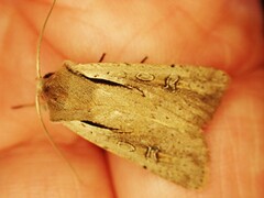 Ichneutica atristriga