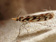 Orocrambus xanthogrammus