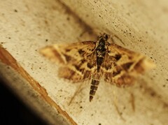 Diasemia grammalis