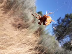Araneus pallidus
