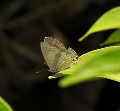 Catopyrops florinda
