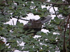 Caiman crocodilus chiapasius