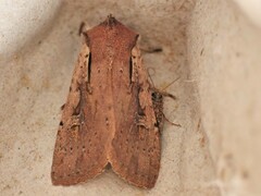 Ichneutica atristriga