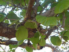 Coccoloba caracasana