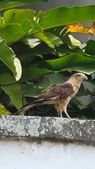 Daptrius chimachima