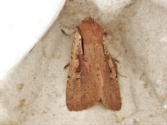 Ichneutica atristriga