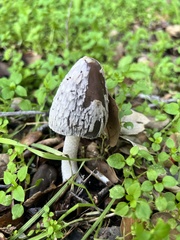 Coprinus comatus
