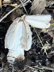 Coprinus comatus