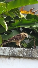 Daptrius chimachima