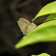 Catopyrops florinda
