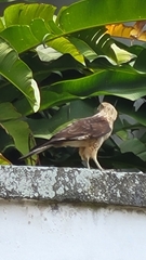 Daptrius chimachima