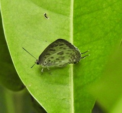 Arhopala wildei