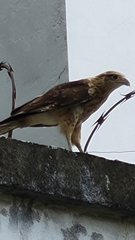 Daptrius chimachima
