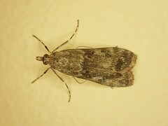 Scopariinae