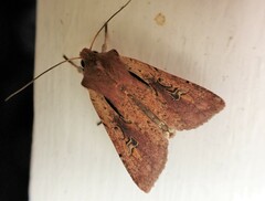 Ichneutica atristriga