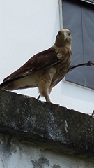 Daptrius chimachima