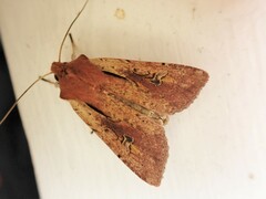 Ichneutica atristriga