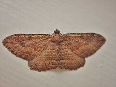 Austrocidaria