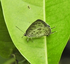 Arhopala wildei