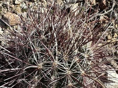 Sclerocactus polyancistrus