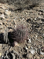 Sclerocactus polyancistrus