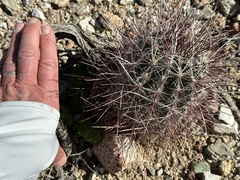 Sclerocactus polyancistrus