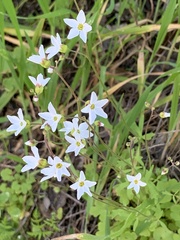 Lithophragma cymbalaria