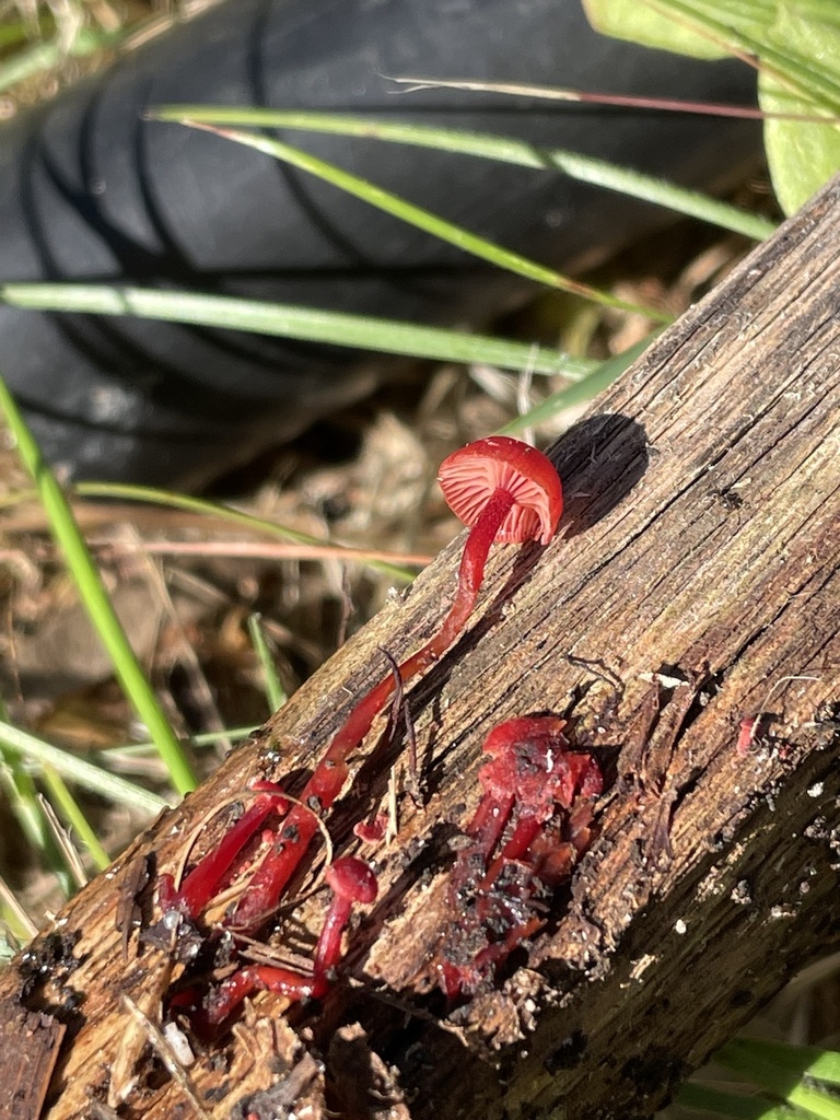 Ruby Bonnot ruby bonnet from Shepherds Flat VIC 3461, Australia on December 14 ...