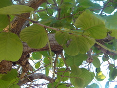Coccoloba caracasana