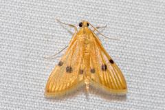 Xanthomelaena