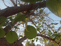 Coccoloba caracasana