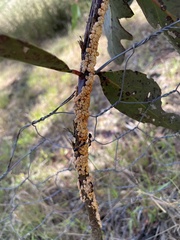 Eriococcus coriaceus