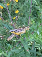 Melanoplus bivittatus