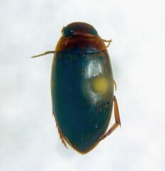 Copelatus chevrolati