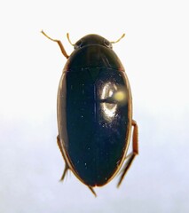 Tropisternus lateralis