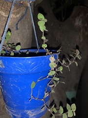 Callisia repens