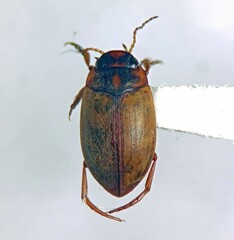 Leconectes striatellus