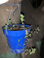 Callisia repens